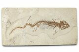 Fossil Salamander (Chelotriton) - Gračanica, Bosnia #350877-1